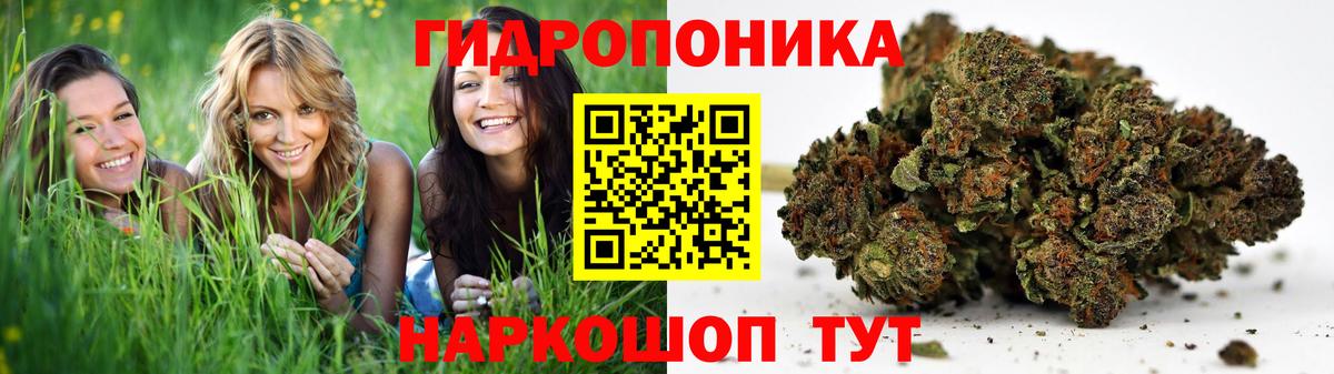 Киселёвск  Шишки марихуана OG Kush  Вход с VPN  Бошки марихуана сатива  Шишки марихуана VHQ 